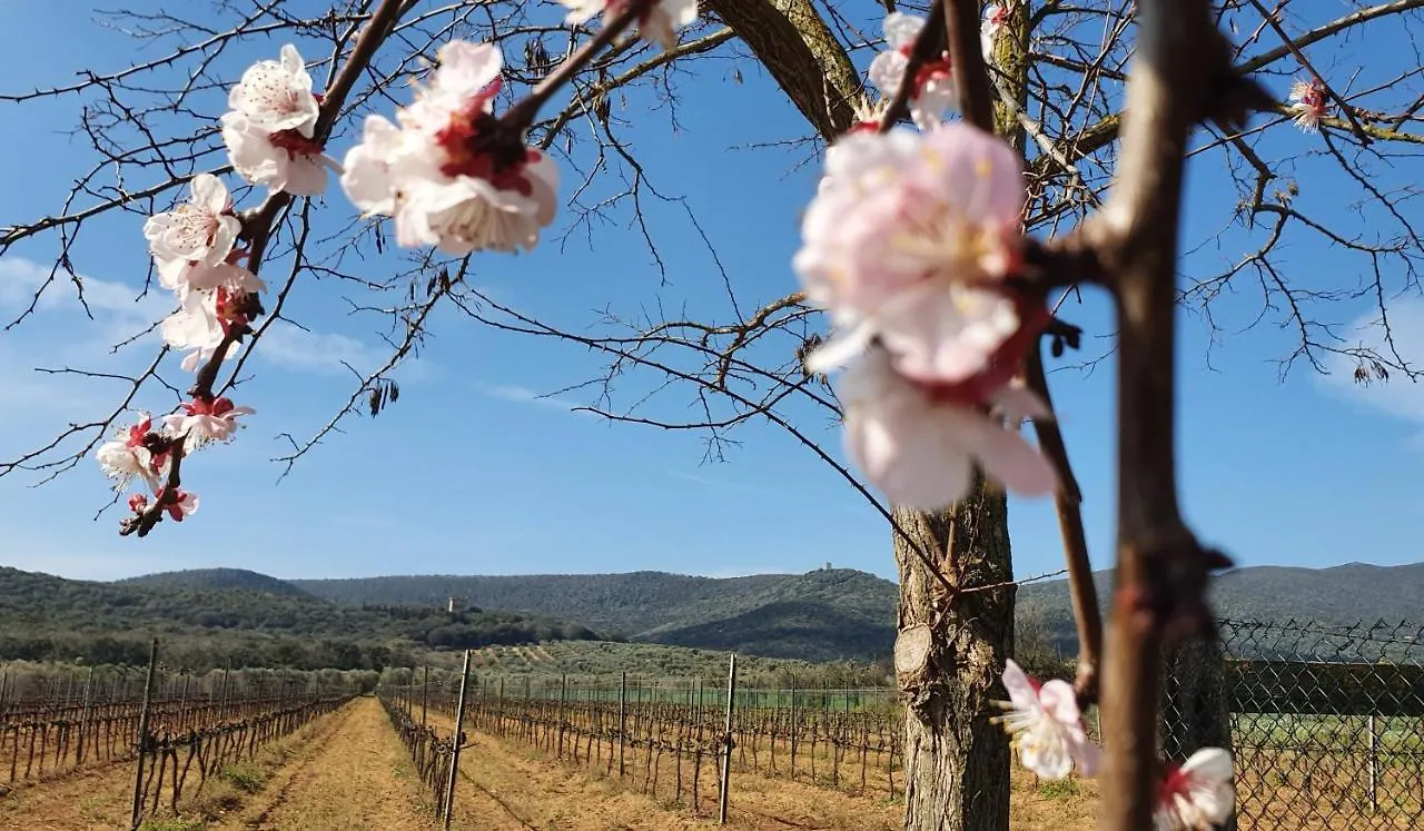 Agriturismo Fusini Magliano in Toscana Alloggio per agriturismo