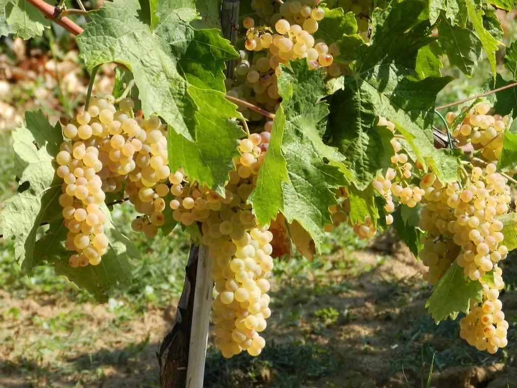 Agriturismo Fusini Magliano in Toscana Alloggio per agriturismo